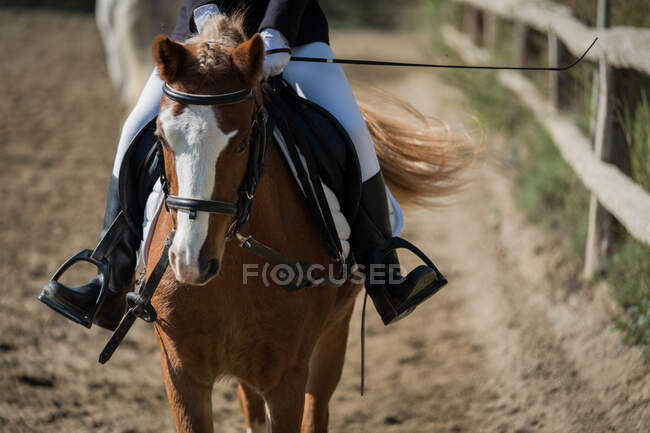 Cropped unrecognizable female jockey riding chestnut horse on sandy arena during dressage in equine club — Stock Photo