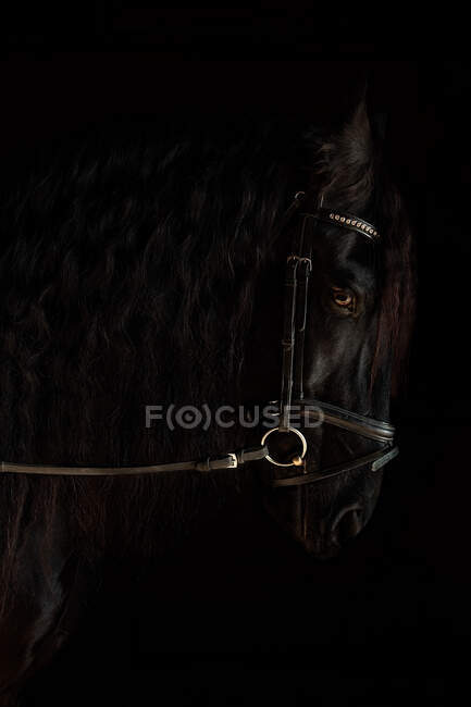 Vista lateral do focinho de cavalo preto em arnês em pé sobre fundo escuro — Fotografia de Stock