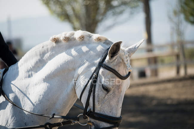 Vista lateral de caballo blanco agraciado en arnés de pie en la arena en el campo en el día soleado - foto de stock
