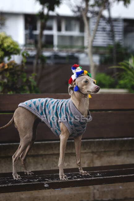 Funny Italian Greyhound dog standing on wooden bench with wool sweater and hat gazing away — Stock Photo