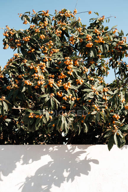 Eriobotrya japonica árbol con frutos anaranjados maduros creciendo sobre fondo de cielo azul en jardín tropical en verano - foto de stock