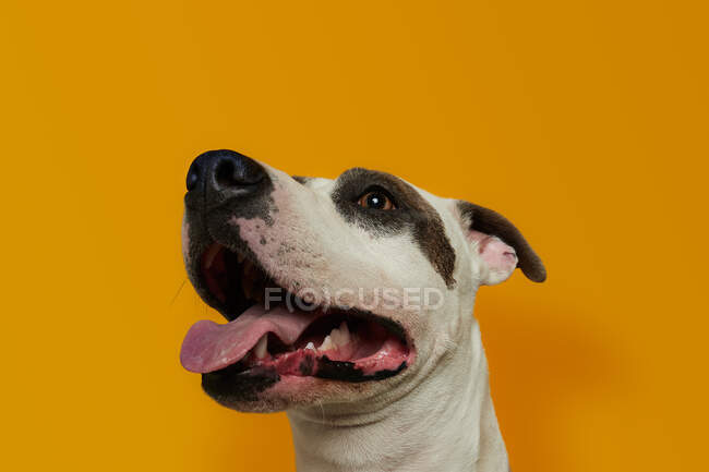 Funny american stanford looking at camera over yellow background — Stock Photo