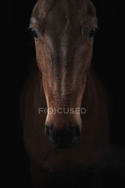 Muzzle of chestnut horse looking at camera on dark background in equine club — Stock Photo