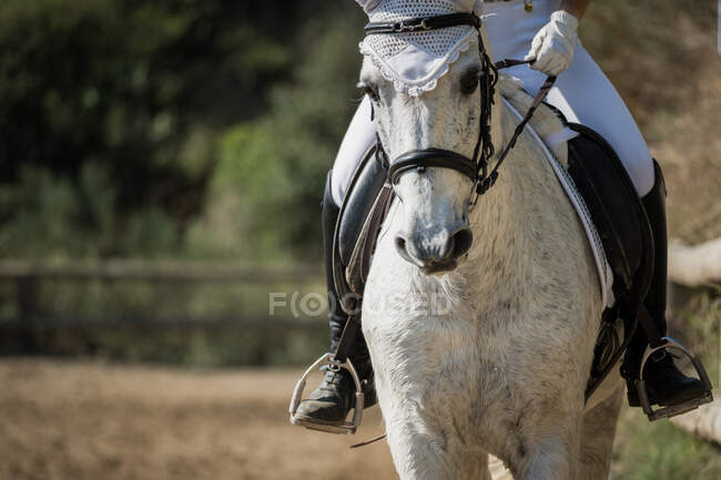 Cultivado jinete hembra irreconocible montar caballo blanco en arena arenosa durante doma en el club equino - foto de stock