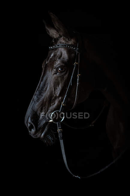Vista lateral del hocico de caballo negro en arnés de pie sobre fondo oscuro - foto de stock