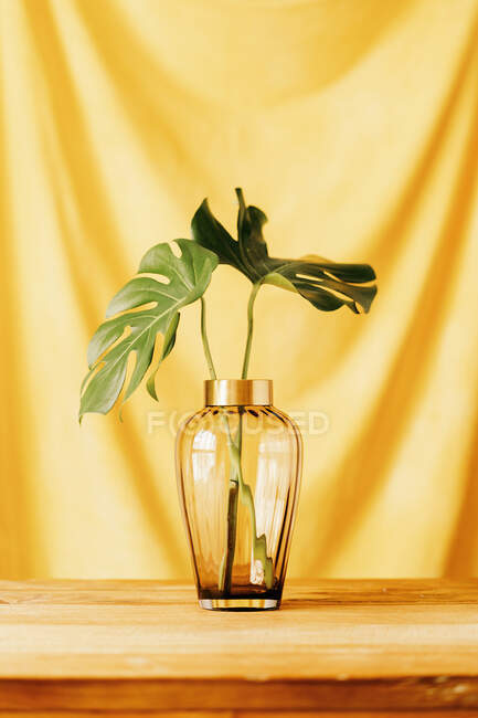 Hojas verdes frescas de planta tropical en jarrón de vidrio colocado sobre mesa de madera contra pared con paño amarillo - foto de stock