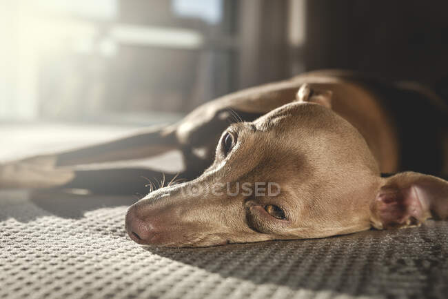 Italian greyhound dog resting in bed at home — Stock Photo