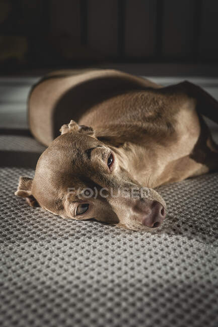 Cão-cinzento italiano descansando na cama em casa — Fotografia de Stock