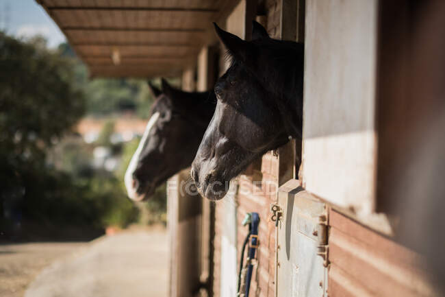 Vista laterale di museruole di cavalli in piedi in stalla nel club equestre nella giornata di sole — Foto stock