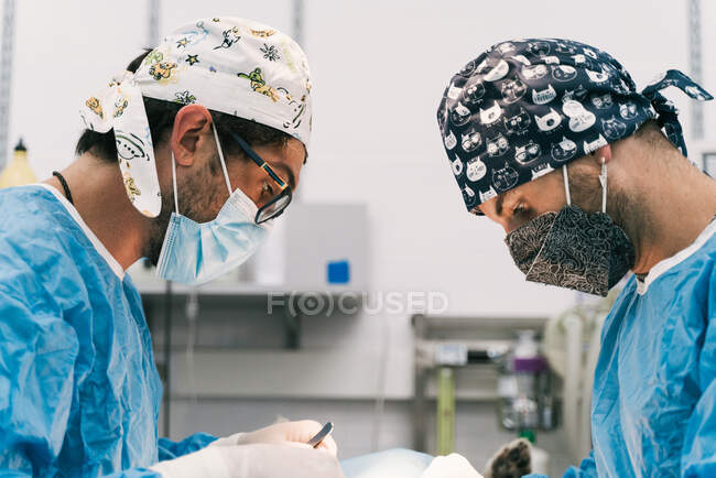 Vétérinaire professionnel compétent avec assistant en vêtements de protection et masques opérant sur un patient animal en salle d'opération avec lampe chirurgicale — Photo de stock