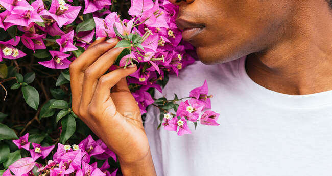 Cropped unrecognizable carefree African American male enjoying aromatic scent of bougainvillea pink flowers in summer park — Stock Photo