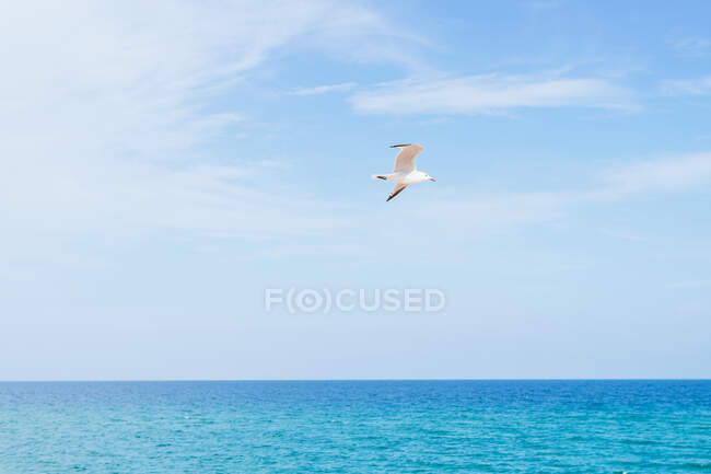 Mouettes blanches s'envolent au-dessus de la mer calme contre le ciel bleu par une journée ensoleillée en été — Photo de stock