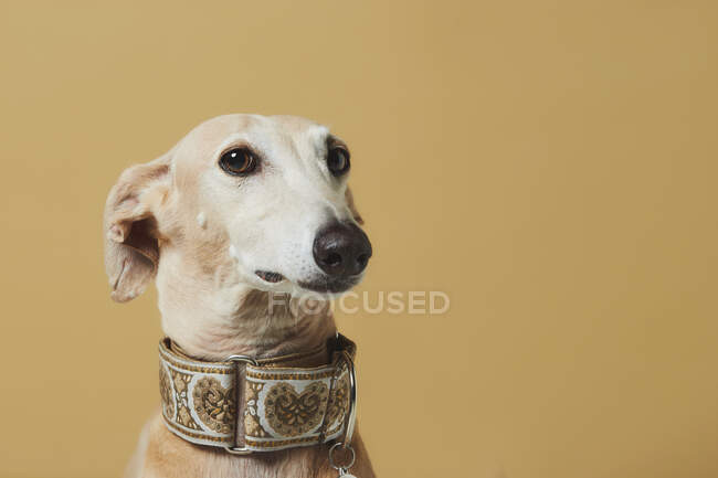 Портрет стильного поросенка породы Грейхунд на коричневом фоне — стоковое фото
