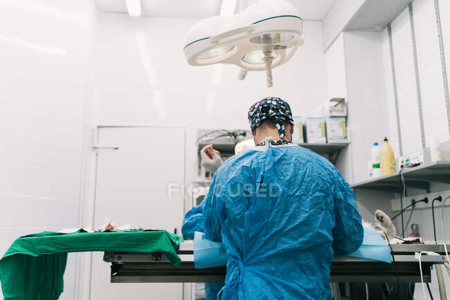 Professionelle kompetente Tierärztin mit Assistentin in Schutzkleidung und Masken bei der Operation am tierischen Patienten im Operationssaal mit Operationslampe — Stockfoto
