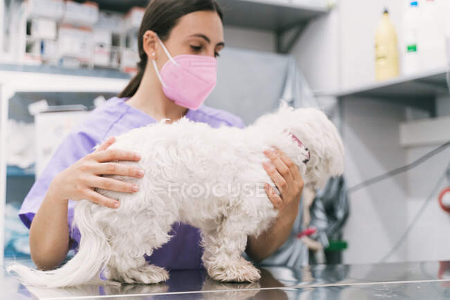 Profesional joven veterinario femenino examinando pequeño perro blanco mullido bichon durante la cita en la clínica veterinaria - foto de stock