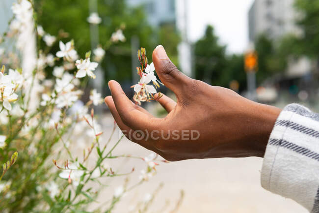 Cultivo irreconocible persona étnica tocando tiernas flores florecientes creciendo en macizo de flores en la calle - foto de stock