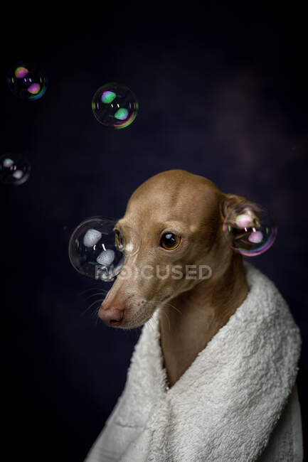Entzückende kleine italienische Piccolo-Hund mit Handtuch bereit für das Bad auf dunklem Hintergrund voller Seifenblasen — Stockfoto