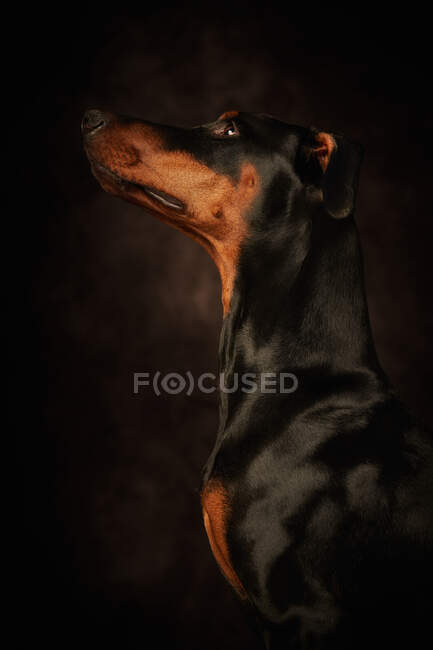 Beautiful doberman looking away over dark background — Stock Photo