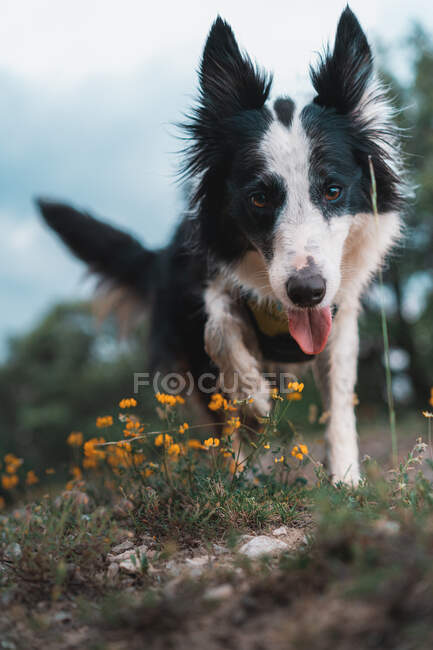 Close-up of a border collie dog running through the woods — Stock Photo