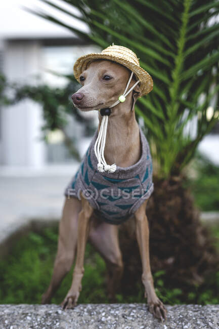Chien italien Greyhound debout avec pull en laine et chapeau regardant loin — Photo de stock