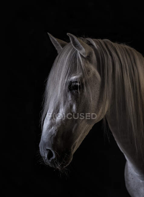 Vista lateral del hocico de caballo blanco de pie sobre fondo oscuro - foto de stock