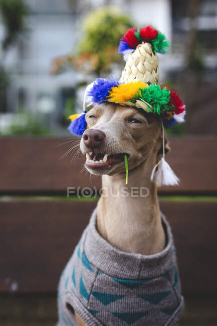 Смешная итальянская собака Грейхаунд, стоящая в шерстяном свитере и шляпе и пялящаяся в сторону — стоковое фото