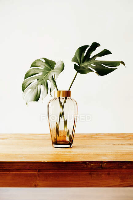 Свежие зеленые листья тропического растения в стеклянной вазе на деревянном столе напротив белой стены — стоковое фото