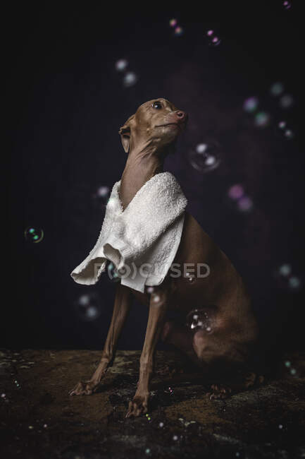 Приємна маленька італійська собака - пікколо з рушником готується до ванни на темному фоні, наповненому мильними бульбашками. — стокове фото