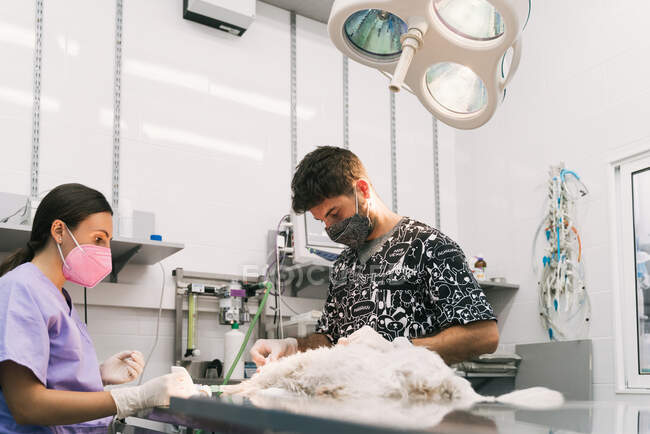 Concentrated skilled male veterinarian surgeon conducting surgery for dog on operating table while working with assistant in vet hospital — Stock Photo