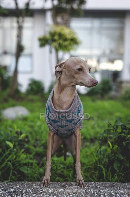 Perro galgo italiano de pie con suéter de lana mirando hacia otro lado - foto de stock