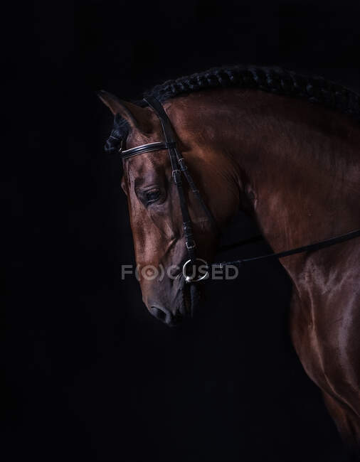 Vista lateral do focinho do cavalo castanho em arnês sobre fundo escuro no clube equino — Fotografia de Stock