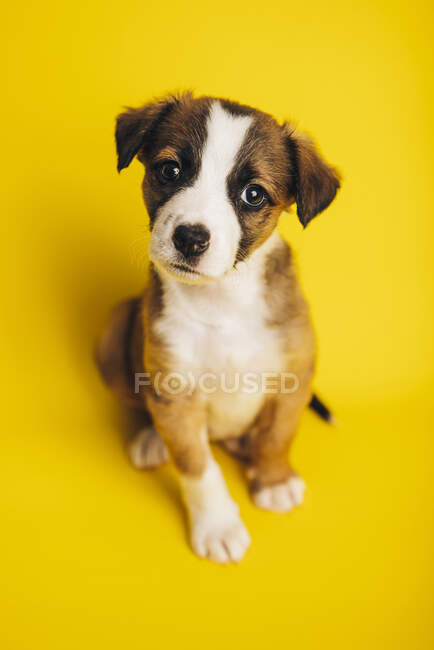 From above adorable Border Collie puppy sitting on yellow background and looking at camera — Stock Photo