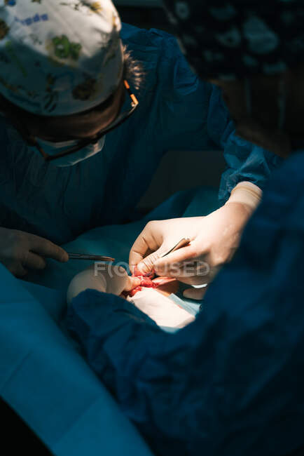 Colheita de cirurgião veterinário anônimo em luvas de látex com ferramentas cirúrgicas fazendo operação na pata de animal coberto com cortina de buraco estéril no hospital veterinário — Fotografia de Stock