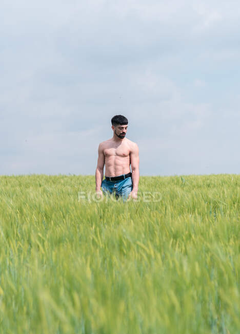 Homme calme avec torse musculaire nu touchant des sommets d'herbe marchant dans un champ vert contre un ciel nuageux — Photo de stock
