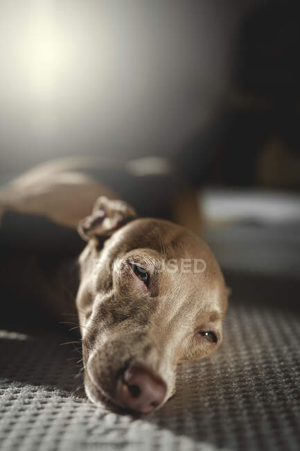 Perro galgo italiano descansando en la cama en casa — Stock Photo