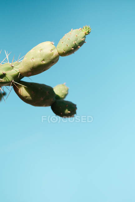 Bajo ángulo de la higuera verde opuntia con espigas que crecen en el fondo del cielo azul sin nubes en el día soleado - foto de stock