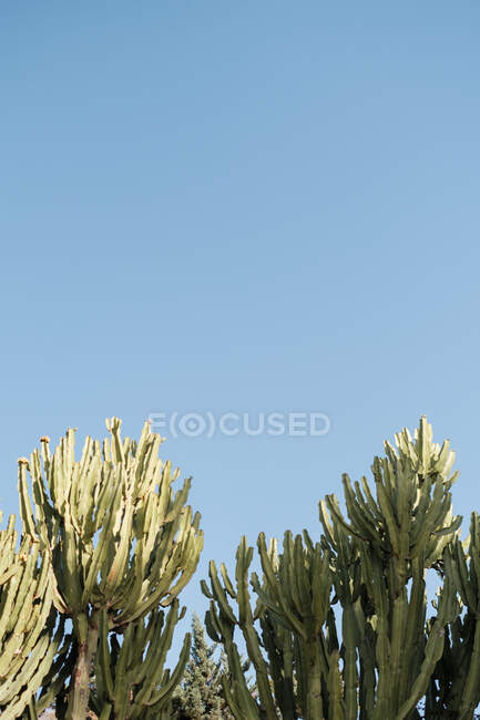 Снизу зеленый канделябр Euphorbia с фруктами, растущими на фоне голубого неба — стоковое фото