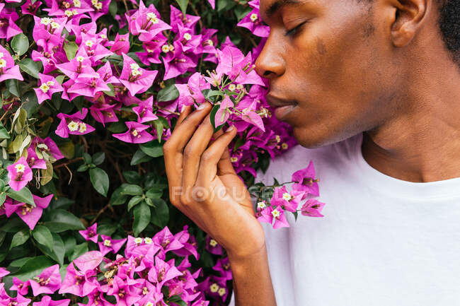 Низкий угол беззаботного афроамериканского мужчины наслаждающегося ароматом бугенвиллии розовых цветов в летнем парке — стоковое фото