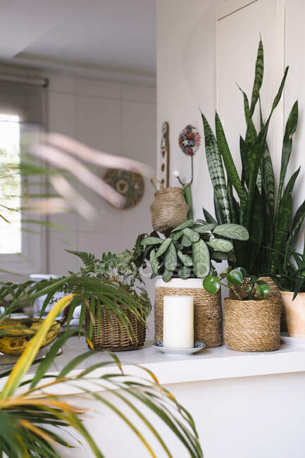 Різні зелені рослини в квіткових горщиках розміщені на столі в квартирі з затишним інтер'єром — стокове фото