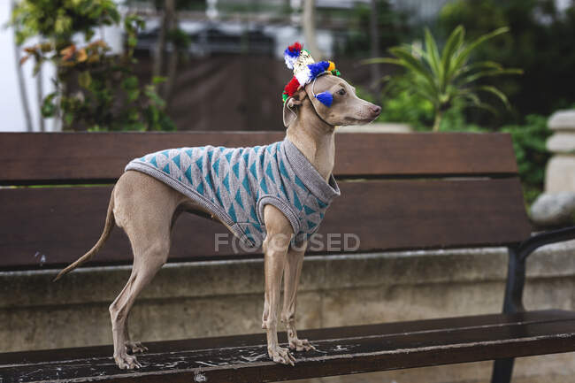 Divertido perro galgo italiano de pie en un banco de madera con suéter de lana y sombrero mirando hacia otro lado - foto de stock