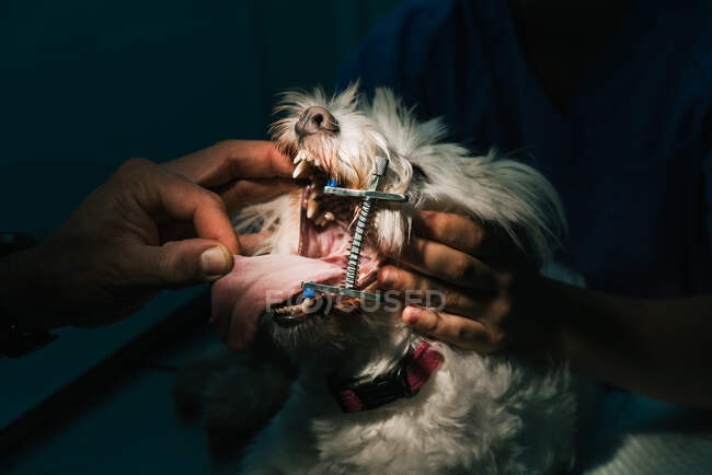 Анонімний ветеринарний лікар обробляє зуби білої пухнастої собаки металевим кляпом у відкритому роті — стокове фото
