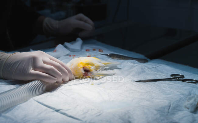 Неузнаваемый ветеринар в латексных перчатках обрабатывает маленькую птичку, лежащую на операционном столе с хирургическими инструментами и трубкой — стоковое фото