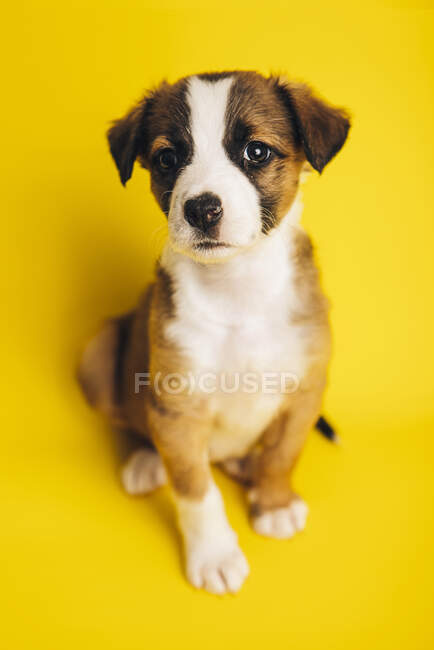Сверху очаровательная Пограничная Колли щенок сидит на желтом фоне и смотрит в камеру — стоковое фото