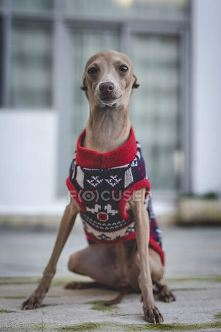 Chien italien Greyhound debout avec pull en laine regardant la caméra — Photo de stock