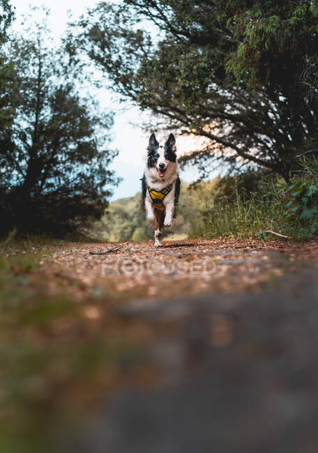 Primer plano de un perro collie de la frontera corriendo por el bosque - foto de stock