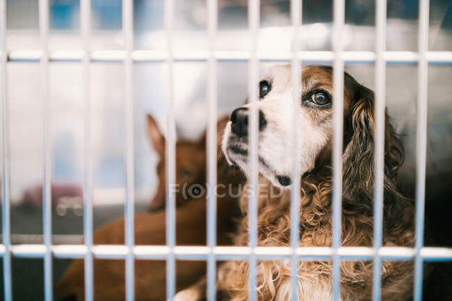 Triste perro Setter pura raza sentado detrás de la cerca de metal en la jaula con mascotas en la clínica veterinaria - foto de stock