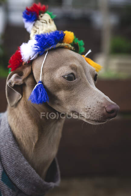 Divertido perro galgo italiano de pie en un banco de madera con suéter de lana y sombrero mirando hacia otro lado - foto de stock
