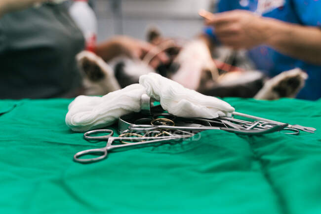 Набір різних хірургічних інструментів і серветок в операційній залі ветеринарної лікарні під час хірургічного врожаю з анонімним лікарем, який лікує пацієнта — стокове фото