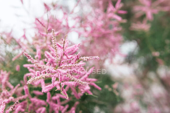 Soft focus of beautiful delicate pink blooms on branch of evergreen tamarisk bush — Stock Photo