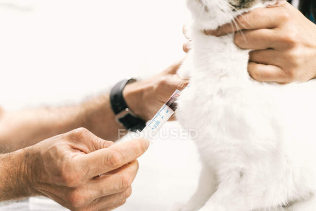 Medico veterinario anonimo con siringa che preleva campioni di sangue dal gatto durante l'esame in clinica veterinaria — Foto stock